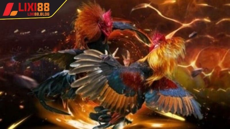 Các loại hình xem và cá cược đá gà trực tiếp hấp dẫn tại Lixi88 Các loại hình xem và cá cược đá gà trực tiếp hấp dẫn tại Lixi88