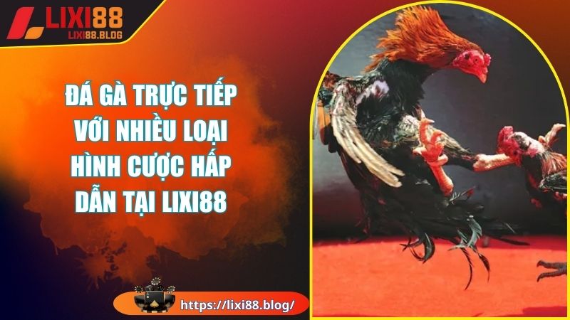 Đôi nét về hình thức đá gà trực tiếp tại Lixi88 Đôi nét về hình thức đá gà trực tiếp tại Lixi88